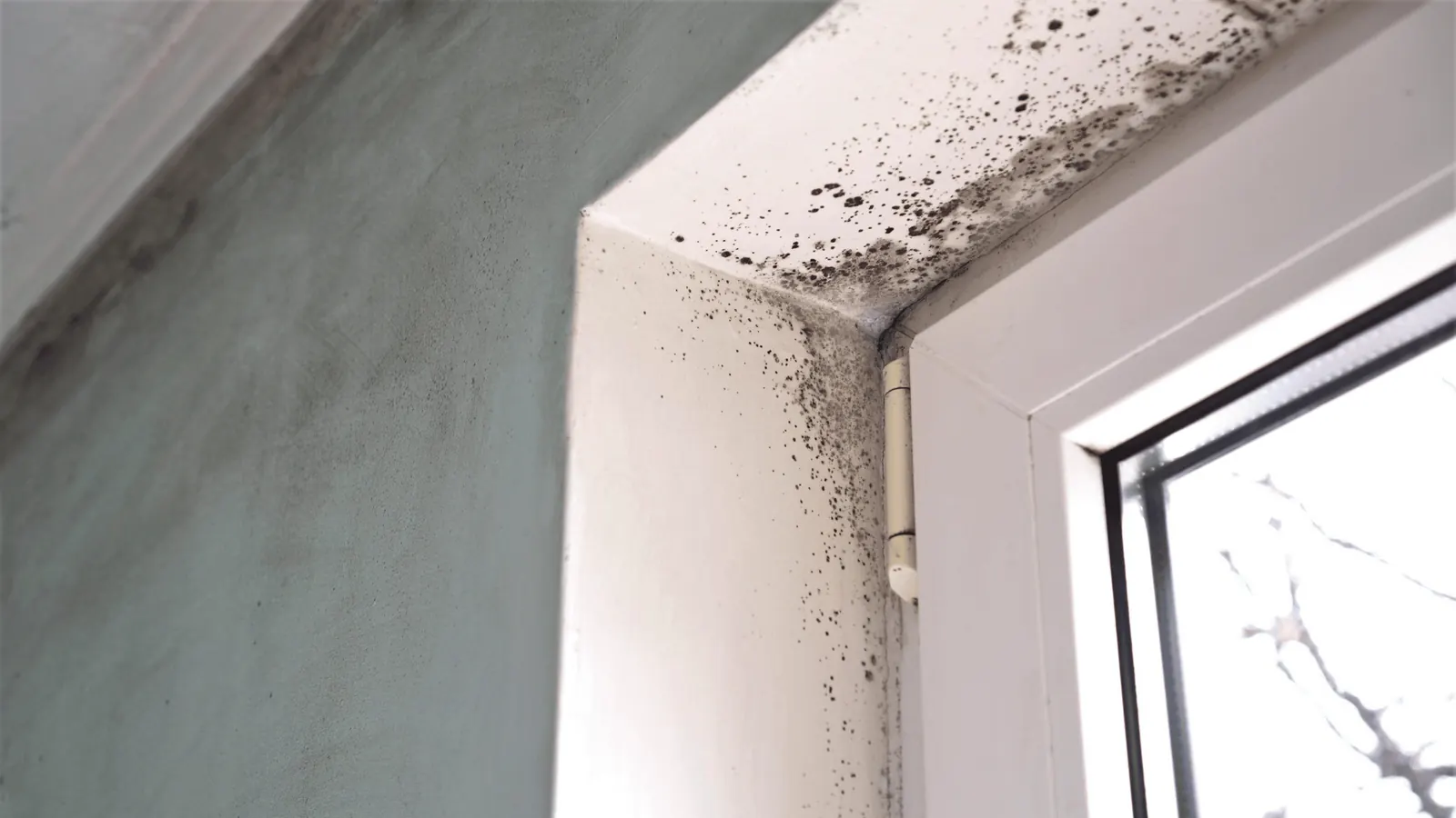 Dark mold spots visible on interior drywall near a window frame